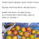 내일 수확하는 가을자두 추희 이미지