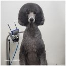 멍뭉살롱 | 안양애견미용실 우리동네 멍뭉살롱 애견미용 솔직 후기