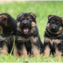 미키애견 이미지