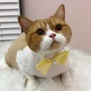 라라캣 이미지