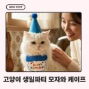 모자커피 | 고양이 생일파티 모자 케이프 후기, 커피랑 완성한 냥생파 감성