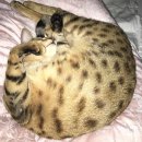 메디 포즈 동물병원 이미지