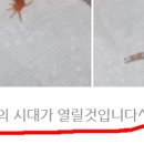 홍익리자드