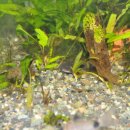 팬더 짜장마당 이미지