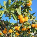 시은농장 이미지