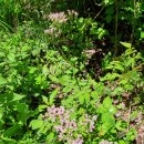 정선군 도사곡샘터 | ^ 두위봉/ 200530.토/ 2029 ​