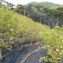 병용농장 이미지