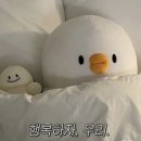 본가백구 오리불고기 | 강서구 까치산역 오래된 맛집 '본가백구오리' 오리불고기 오리탕 내돈내산