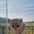 야옹아 멍멍해봐 세종점 이미지