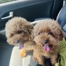 아르멍미르멍 이미지