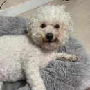 꿀강아지 테리하우스 | 광진구 애견미용, 꿀강아지테리하우스에서 비숑미용 비포애프터