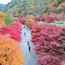 26년11월산행=도립공원 대둔산 수락계곡 가을풍경 -- 군지 구름다리와 단풍=도립공원 대둔산 수락계곡-군지 구름다리와 단풍 이미지