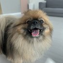 포그니유치원 이미지