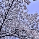 777네일살롱 | <과천 777네일살롱>재방문 100%🌸꽃네일후기🌸