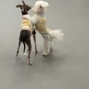 댕스미스 이미지