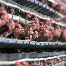 번성농장 이미지