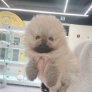 행복한 강아지 이미지