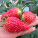 원동농장 이미지