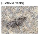 제16강 디카시는 음양오행설의 산물이다. 이미지