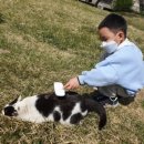 24시 서울YES동물병원 이미지