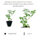 [4월 1주] 식목일 - 토마토 심기체험 이미지