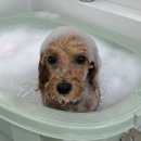 아뭉아뭉 반려견 미용실 이미지