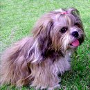 황제라사 이미지