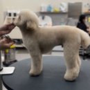 댕댕박사 | 댕댕박사 애견유치원 호텔링 이곳에서 반려견 맡겨도 될까?