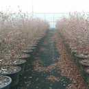 여명농장 이미지