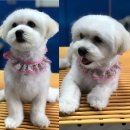 강아지 미용 이미지