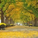 은행나무길 이미지