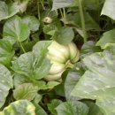 호박이넝쿨째 이미지