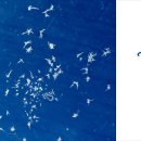 설레이다 이미지