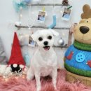 그루밍_light 이미지