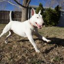 달려라 바우 이미지