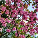 관통 교차로 3 | CGV천호 영화 추천 '내 이름은' 제주4·3의 기억을 찾아가는 묵직한 감동 관람 후기 &amp; 해당화와 엔딩 벚꽃