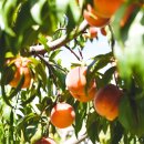 대월푸드 이미지