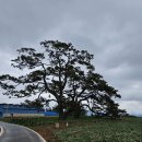 곰솔농장 이미지