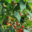 구슬치기 이미지