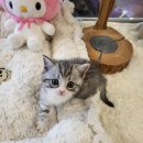 아담스펫강아지&가필드고양이 이미지