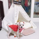 앙쥬르펫살롱 이미지