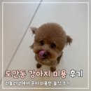 강아지 미용 | 도안동 강아지 미용 후기｜러블리댕에서 훈이 미용한 솔직 후기