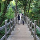 천년비자 이미지