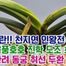 명품풍란!! 천지연 인왕전 서능금 음풍 음풍호호 진학 도조 호박전 옥잠 한려 동궁 취선 두환 홍녹보 이미지