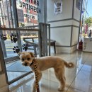 서울종합동물병원 | 자양동동물병원 광진구 자양동 준동물병원 째리 종합검진 후기