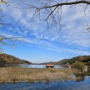 문광 | 충북 괴산 은행나무 명소 문광저수지 후기 실시간 현황(2025.11.11)