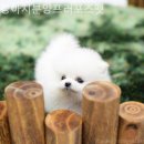 강아지 분양 프러포즈펫 이미지