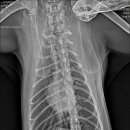 24시배곧스마트동물의료센터 이미지