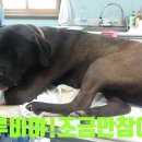 한결같은 동물병원 이미지