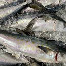 보리랑두부랑 이미지